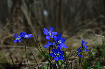 Image showing Group of Common Hepatica