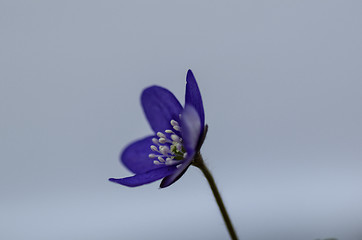 Image showing Common Hepatica close up