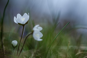 Image showing White spring flowers