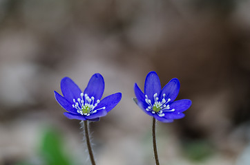 Image showing Two Common Hepatica
