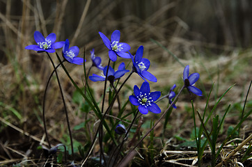 Image showing Group of Common Hepatica