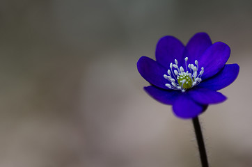 Image showing Single Common Hepatica