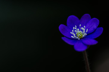 Image showing Common Hepatica closeup