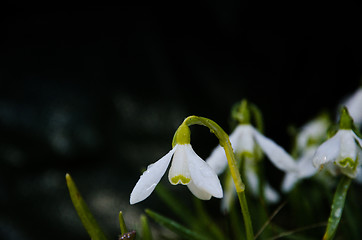 Image showing Snowdrop close up