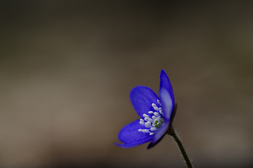 Image showing Common Hepatica close up