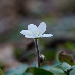 Image showing White Common Hepatica