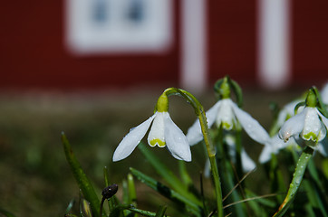 Image showing Snowdrops