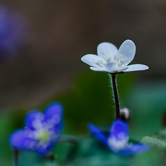 Image showing White Common Hepatica