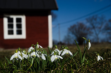 Image showing Group of snowdrops