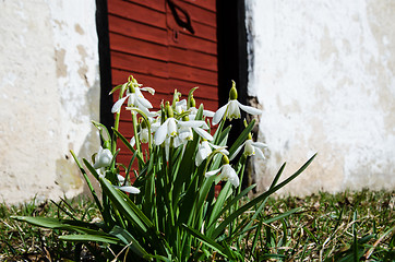 Image showing Group of snowdrops