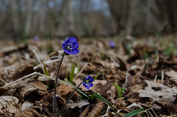 Image showing Common Hepatica in forest