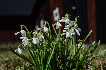 Image showing Group of snowdrops