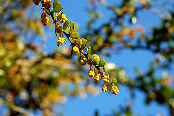 Image showing Yellow berberis flower buds in the sun