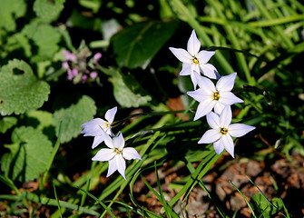 Image showing Spring starflowers among green foliage