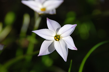 Image showing Closeup of a spring starflower 