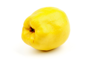 Image showing Quince