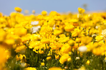 Image showing blooming ranunuculuses