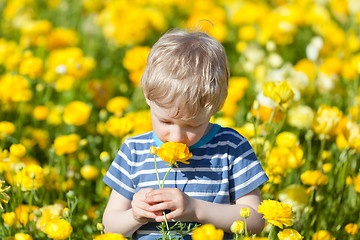 Image showing boy at flower field