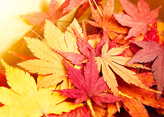 Image showing Autumn maple leaves background