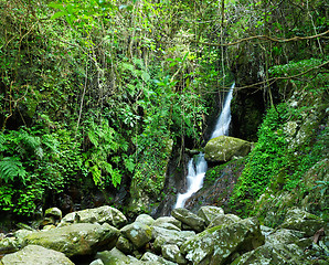 Image showing Forest with waterfall