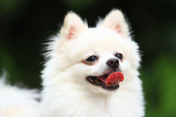 Image showing White Pomeranian dog