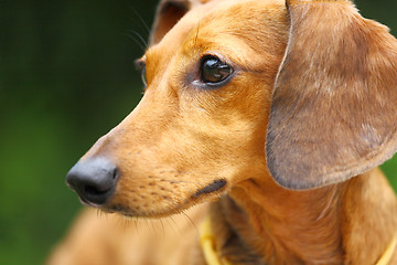 Image showing dachshund dog