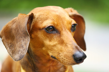 Image showing dachshund dog