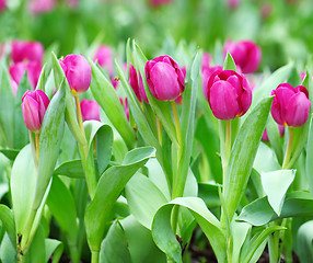 Image showing Colorful tulips