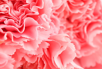 Image showing Pink carnation flower close up