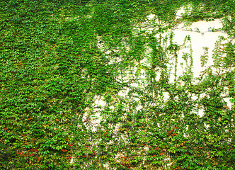 Image showing Green Wall