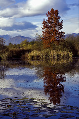 Image showing autumn lake and marsh moor 