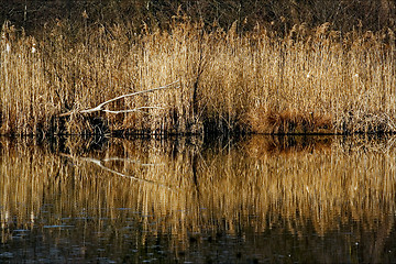 Image showing marshy abstract   in the north of italy