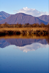 Image showing moor marshy  in the north of italy