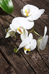 Image showing Spray of white phalaenopsis orchids