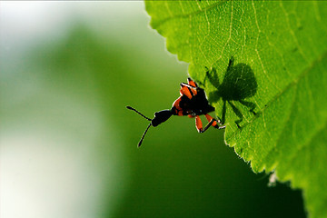 Image showing   down of  wild red carabidae coccinellidae 