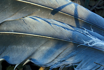 Image showing feather front of little  crow plumage blue and abstract 