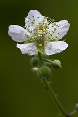 Image showing germanica  malus sylvestris pyrus