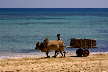 Image showing  people dustman lagoon worker animal 