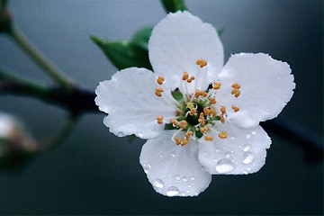 Image showing rosa sempervirens ulmifolius arvensis mespilus