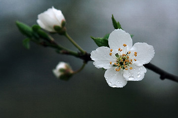 Image showing ulmifolius arvensis mespilus germanica  malus 