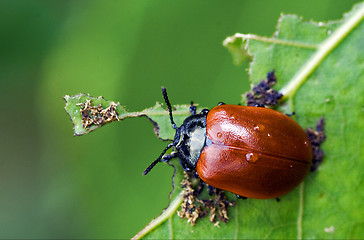 Image showing red cercopidae vulnerata coccinellidae anatis ocellata coleopter