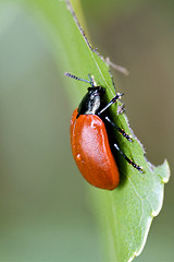 Image showing wild red cercopidae vulnerata coccinellidae  ocellata