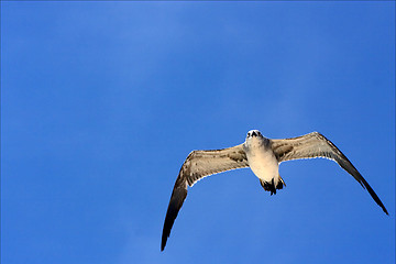 Image showing  sea gull flying the sky in mexico playa del carmen