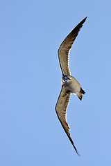 Image showing the front of sea gull flying  