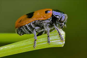 Image showing the side of  wild red cercopidae 