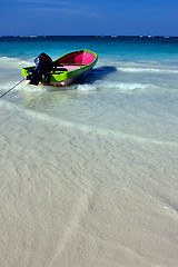 Image showing sea weed  in mexico 