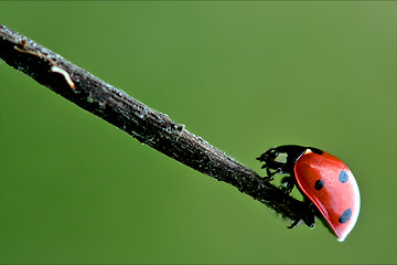 Image showing red ladybug coccinellidae anatis ocellata coleoptera on