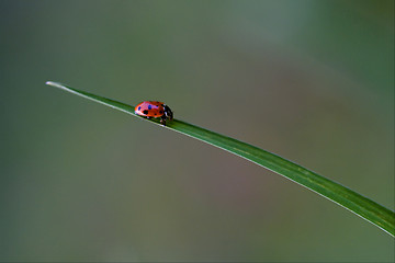 Image showing anatis ocellata coleoptera on a grass 