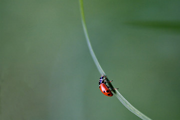 Image showing ladybug coccinellidae anatis ocellata