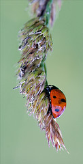 Image showing the side of  wild red ladybug coccinellidae anatis ocellata 